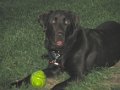 2010-05_01 Hemi